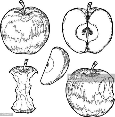Pencil Drawing Of Apple Clip Art Photos And Premium High Res Pictures
