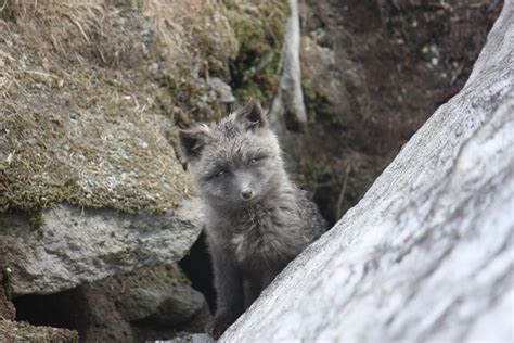 Cascades Carnivore Project Photo Of The Day Cascade Red Fox Pup At Mt
