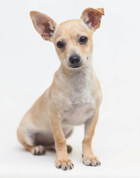 Lou Is A 4 Month Old Chihuahua Blend He Is Very Playful And Outgoing