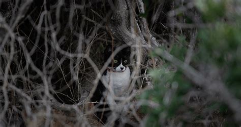 Chaque année ce chasseur tue millions d animaux en France Chasseurs de l Est