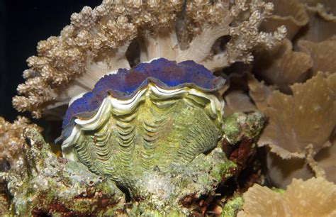 Pearls can come in all sorts of colors, such as blue, purple, orange, white, pink, green, and black. Strikingly Fascinating Facts About Freshwater Clams - Pet ...