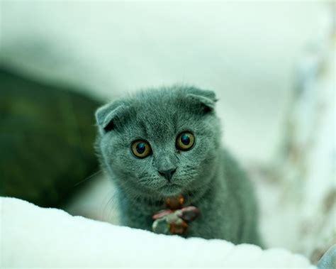 The Scottish Fold Owl Cat Extraordinaire The Ark In Space