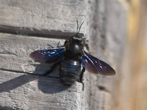 Черный шмель плотник с синими крыльями фото чем опасен и какой укус насекомого