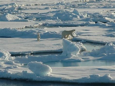Barrow Alaska Polar Bear Arctic Landscape Arctic Animals