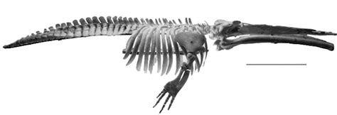 Inside Natures Prehistoric Giants Livyatan The Killer Sperm Whale