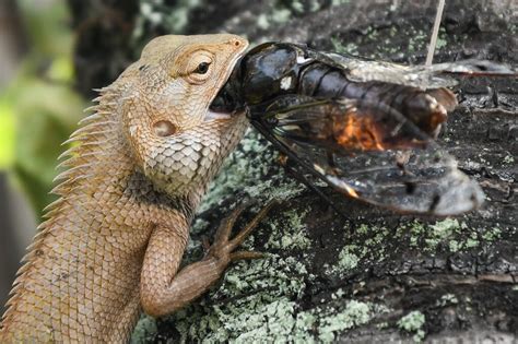 At 2c Warmer Lizards Eat Less Healthily Study