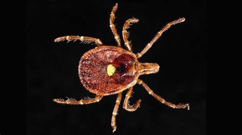 Rare Tick Triggered Meat Allergy Spreads In Northern Minnesota Mpr News