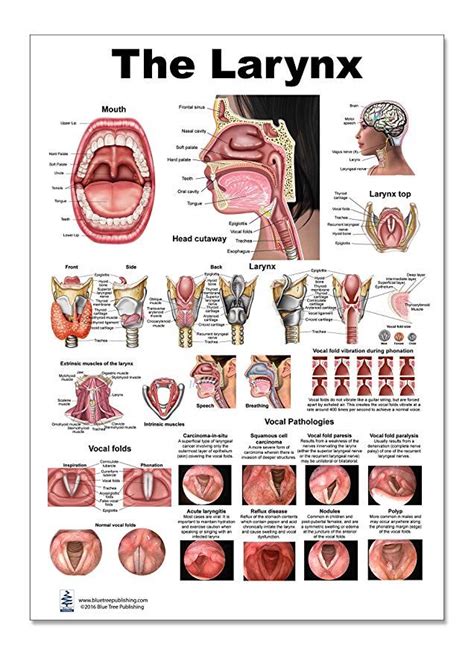 Larynx Poster Voice Education Vocal Folds Mouth Head Cutview