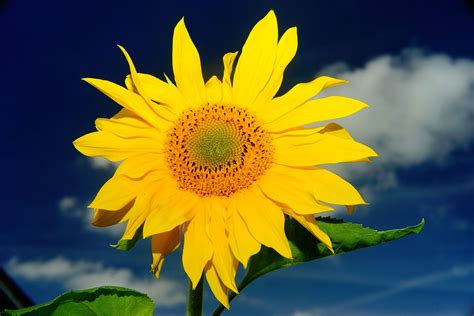 39 gambar sketsa bunga indah sakura mawar melati matahari. Fantastis 13+ Gambar Bunga Matahari Simple - Gambar Bunga HD