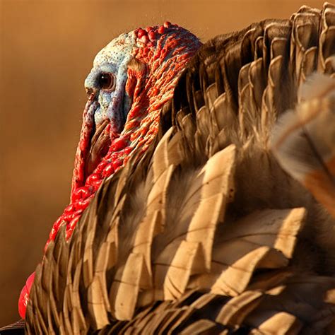 Best Wild Turkey Stock Photos Pictures And Royalty Free Images Istock