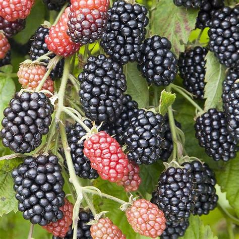 1 Triple Crown Blackberry Plants Bareroot Etsy Blackberry Plants