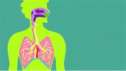 Respiratory Circulatory Systems Biology