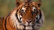 10 curiosidades sobre el tigre - Hogarmania