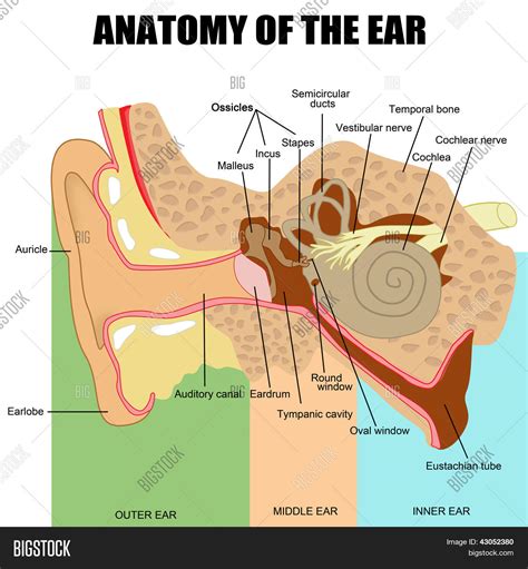 Human Ear Anatomy Pic