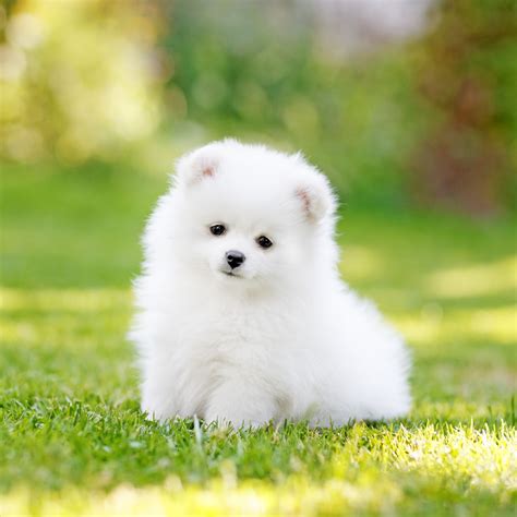 Pictures Of White Fluffy Puppies Rintatir