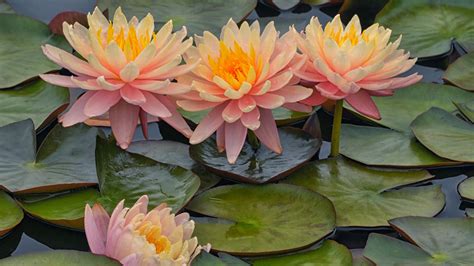 Water Lily Flowers On Body Of Water Hd Flowers Wallpapers