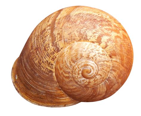 Shell Png Transparent Images Png All