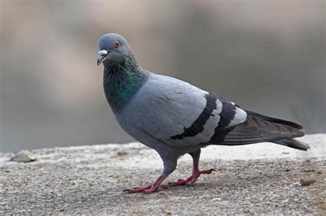 Ciri ciri burung merpati tinggian yang berkualitas bagus. Gambar Burung Dara, Merpati, dan Sejenisnya » alihamdan