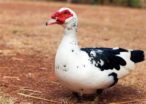 33 Muscovy Duck Facts Red Faced Musky Duck Goose