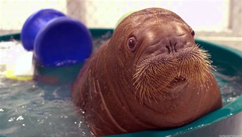 Love shopping here for gifts and items for yourself :) molly. Walrus Wallpaper (61+ images)