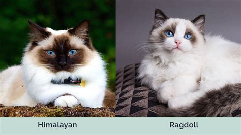 Himalayan Vs Ragdoll Cat Main Differences With Pictures Hepper