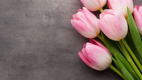1920x1080 Tulips Wallpapers Top Free 1920x1080 Tulips Backgrounds Wallpaperaccess