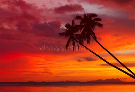 Palm Trees Silhouette On Sunset Tropical Beach Stock Image Image Of