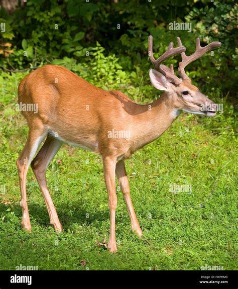 Whitetail Buck With Eight Points And Its Antlers Are In Velvet Stock