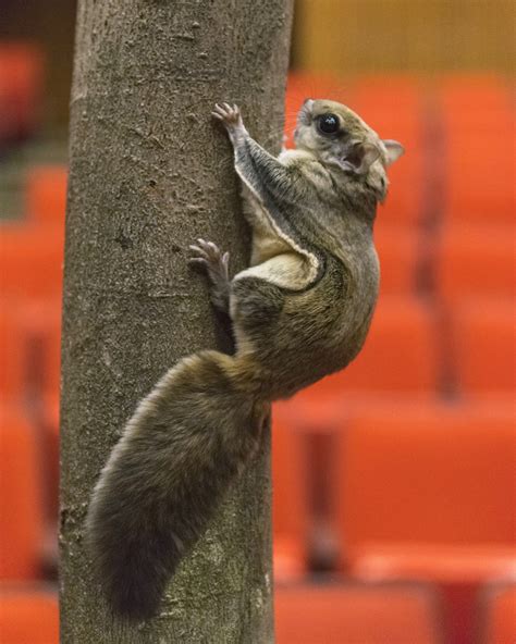 Meet The Fabulous Flying Squirrels In Your Backyard · Tennessee Aquarium