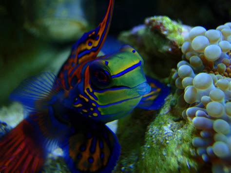 Mandarinfish Mandarin Dragonet Facts Pet Care Diet