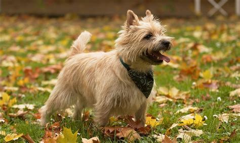 Cairn Terrier Breed Characteristics Care And Photos Bechewy