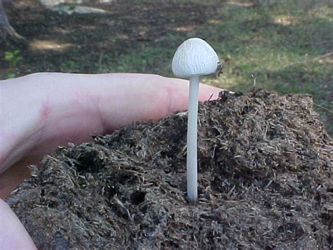 More Texas Shrooms Now With P Cubensis Mushroom Hunting And