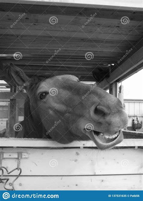 Black And White Closeup Of Horse Smiling Funny Face Stock Image Image