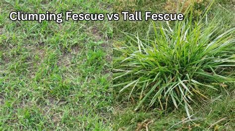 Clumping Fescue Vs Tall Fescue Understanding The Differences