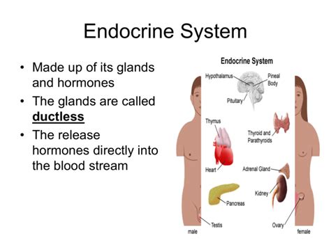 endocrine system