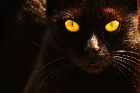 Black Cat With Yellow Eyes Stock Photo Download Image Now Istock