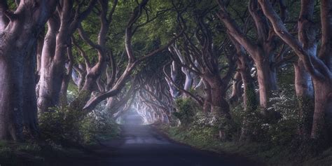 Buy The Dark Hedges Wallpaper Free Us Shipping At
