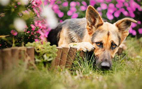 Download Wallpapers German Shepherd Puppy Cute Animals Pets Flowers