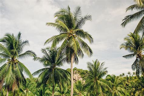Palm Trees In A Sunny Day On Exotic Tropical Island By Stocksy