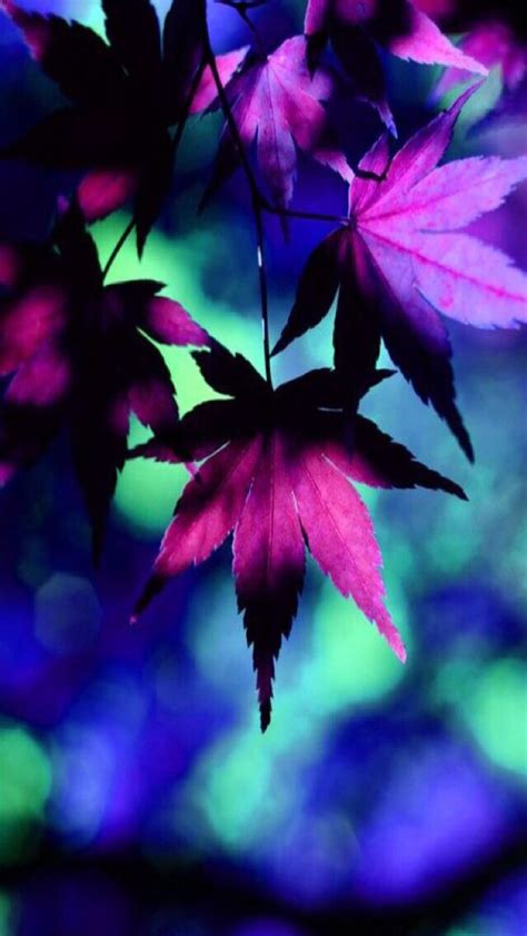 Iphone Wallpaper Autumnfall Tjn Nature Photography Beautiful