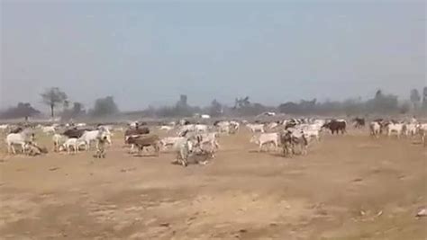 Madhya Pradesh Civic Body Fails To Check Stray Cattle Menace In Gwalior