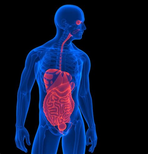 El Cuerpo Humano Render 3d De Un órgano Interno Humano Contiene