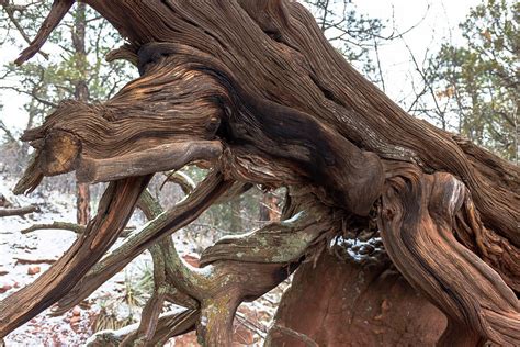 A Gnarled Tree Photograph By Amy Sorvillo Fine Art America