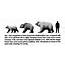 Visual SIZE Comparisons Of Bears  Domain The