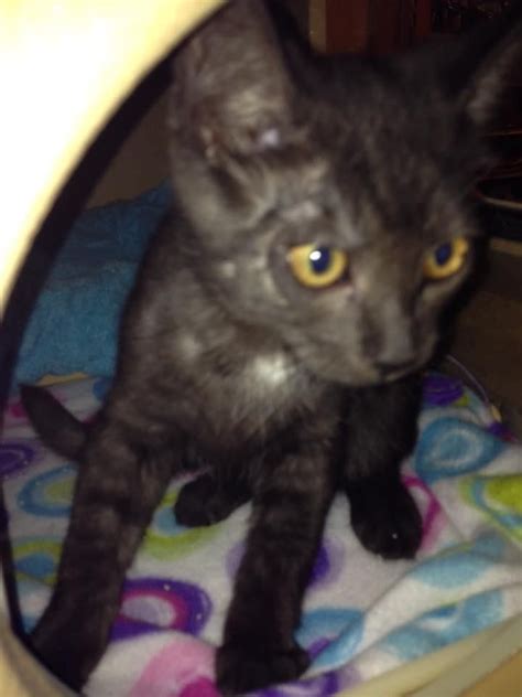 Click here to see who is looking for a forever home! Meet Sake, a Petfinder adoptable Domestic Short Hair-black ...