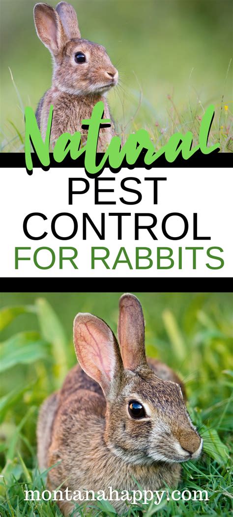 Natural Pest Control For Rabbits Will Give You The Tools To Keep