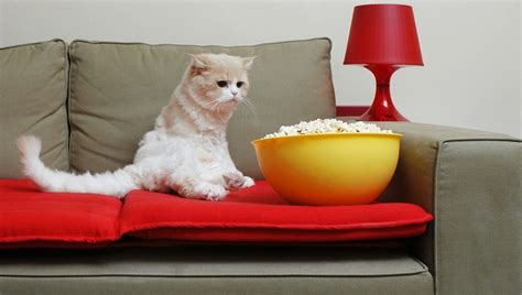 Can Cats Eat Popcorn Is Popcorn Safe For Cats Cattime