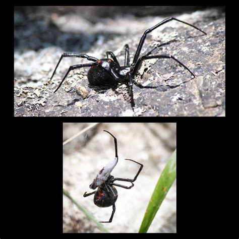 A Couple Northern Black Widows Latrodectus Variolus Found Today In