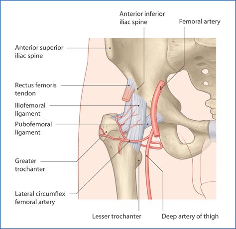 Discover the magic of the internet at imgur, a community powered entertainment destination. Hip Anatomy - Recon - Orthobullets