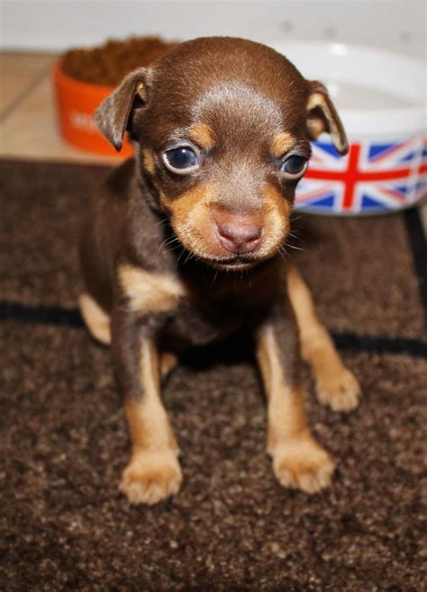 Chocolate Miniature Pinscher Puppies For Sale